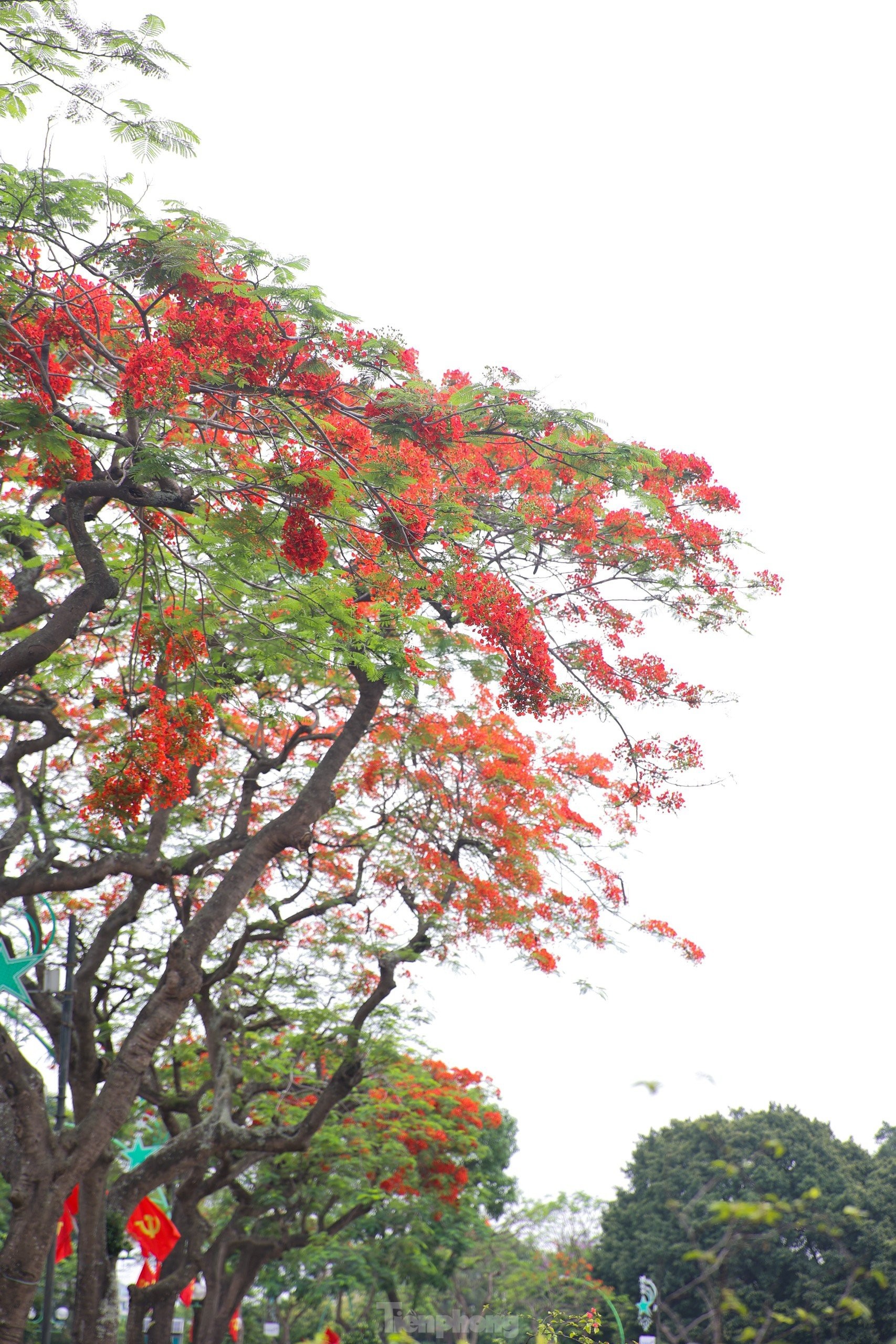 Les fleurs de phénix rouges « illuminent » les rues de Hanoï, photo 11