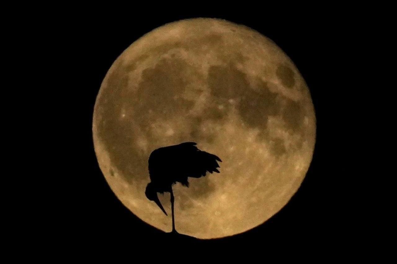 [Photo] Admirez la première super lune de 2023 photo 5