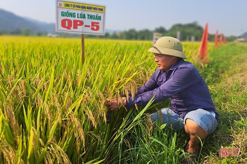 Những giống lúa mới trĩu bông trên cánh đồng Nghi Xuân