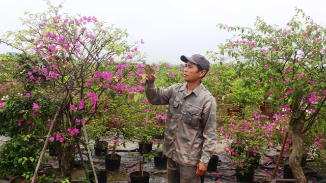 ផ្នែកផ្សព្វផ្សាយកសិកម្មហាណូយជួយកសិករ Gia Lam ក្នុងការធ្វើដំណើរពីស្រុកទៅស្រុក