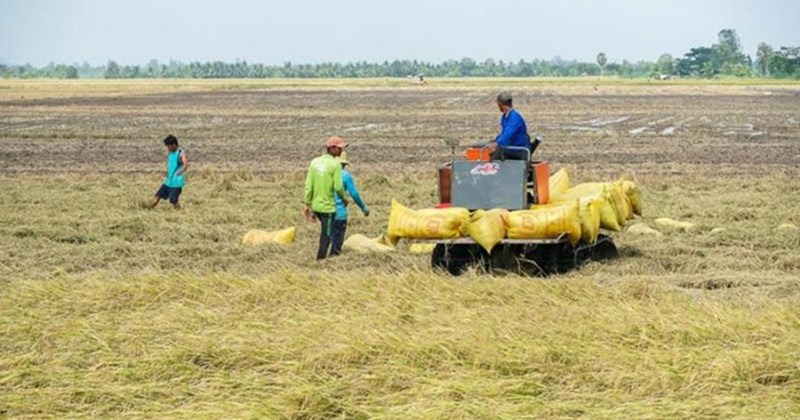 High rice prices, people rent land to grow for profit, others are afraid of losing money