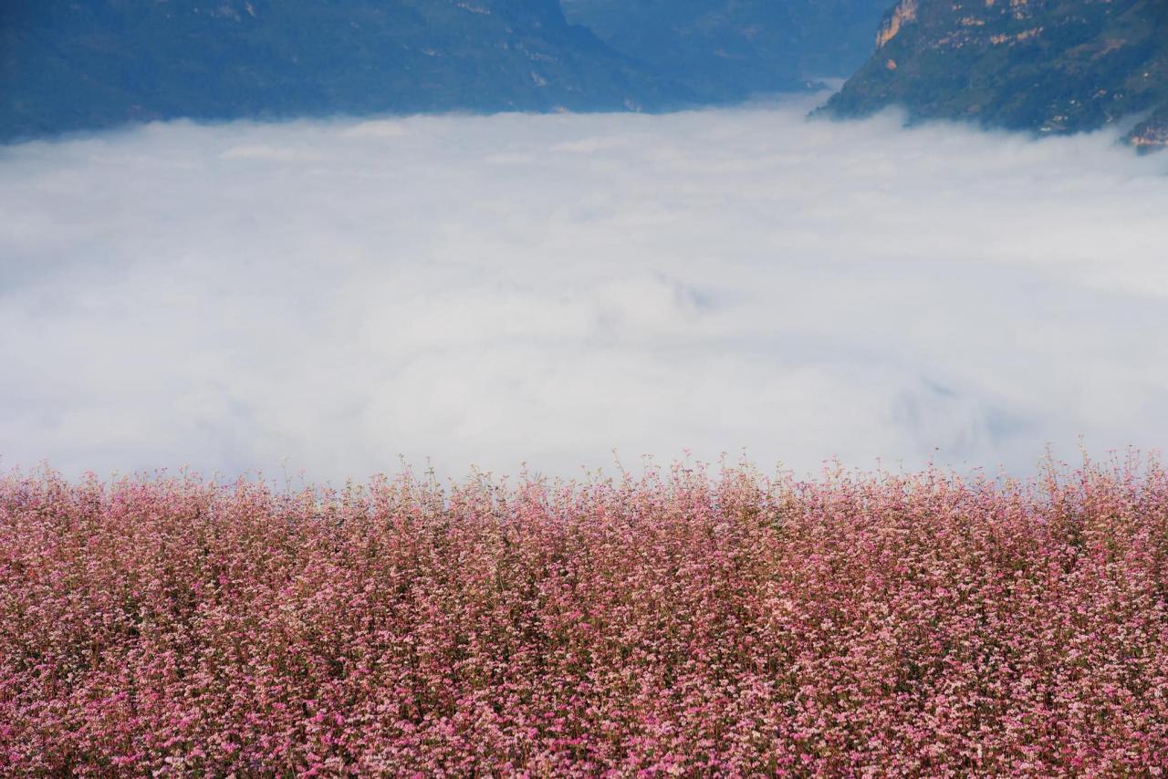 Les visiteurs peuvent admirer les champs de sarrasin en fleurs de mi-octobre à fin novembre. Cependant, c'est au moment où elles fanent que les fleurs sont les plus belles, passant du blanc au rose clair, puis au rouge foncé.