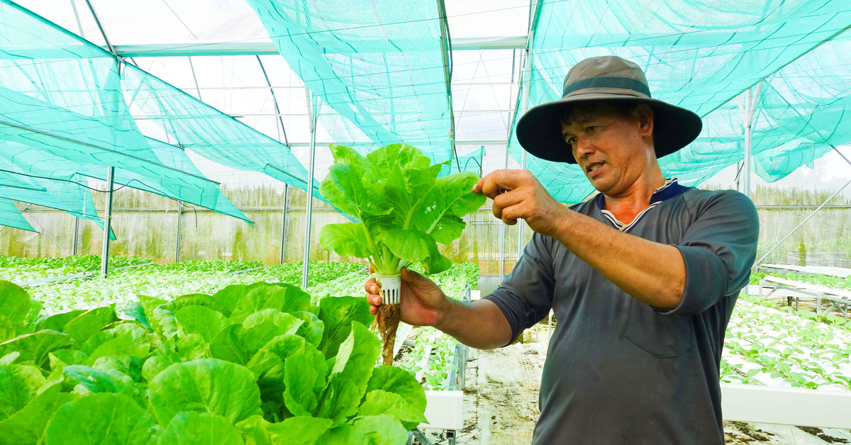 Un niño de Phu Quoc cultiva berros, verdolaga y hojas de mostaza en hidroponía y obtiene grandes beneficios