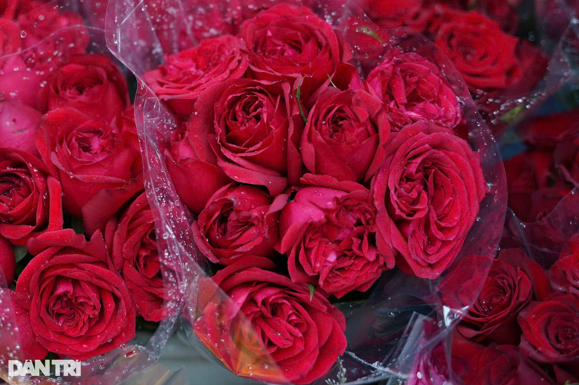 Le plus grand marché aux fleurs de Ho Chi Minh-Ville est en effervescence avant le 20 octobre