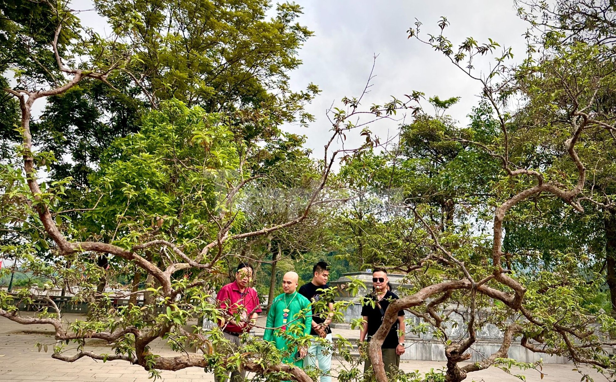 El árbol de guayaba 'sonriente' despierta curiosidad en Yen Bai foto 4