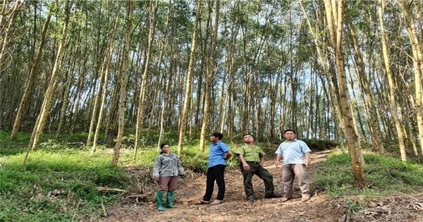 고지대 지역 주민들이 산림 조성 및 목재 수출에 대한 경험을 공유합니다.