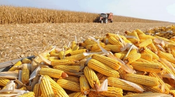 Brazil is the largest corn supplier to Vietnam.