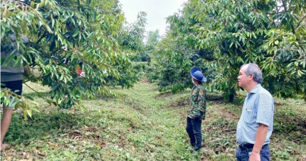 Doanh thu sụt giảm, lợi nhuận sau thuế của Hoàng Anh Gia Lai vẫn tăng nhờ mảng lợn, trái cây