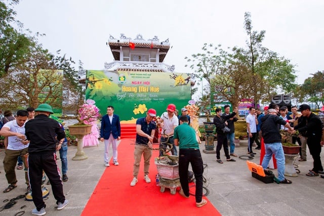 Hàng trăm gốc mai đẹp khoe dáng tại "Ngày hội Hoàng mai Huế 2025" - Ảnh 1.