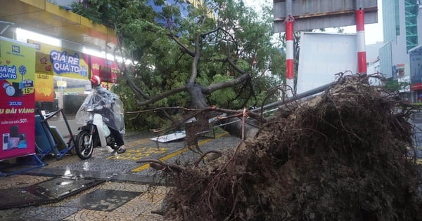 Hàng trăm nhà dân ở Thừa Thiên Huế bị tốc mái, gần 1.000 cây xanh tại Đà Nẵng ngã đổ sau bão số 6