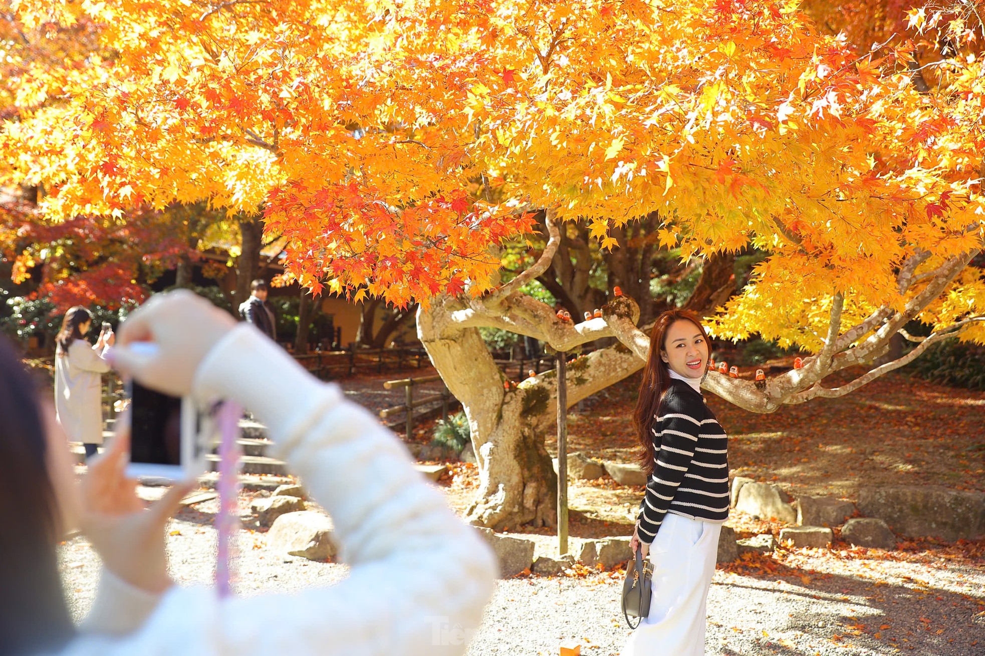 Fasziniert von der Herbstlandschaft mit roten und gelben Blättern in Japan Foto 17