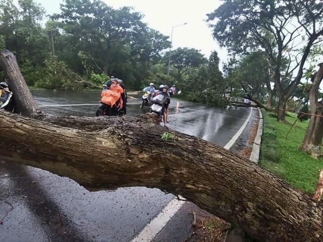 Nhiều cây xanh gãy đổ, kẹt xe nối dài hướng Vũng Tàu đi Bà Rịa ảnh 2