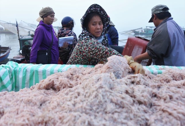 5-7 hours at sea, Ha Tinh fishermen earn tens of millions of dong thanks to a big catch of shrimp photo 5