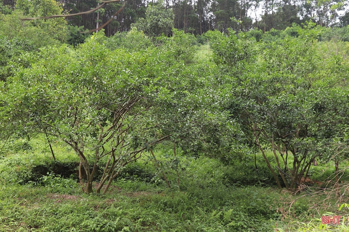 Farmer Vu Quang digs pond to store water to prevent drought for oranges