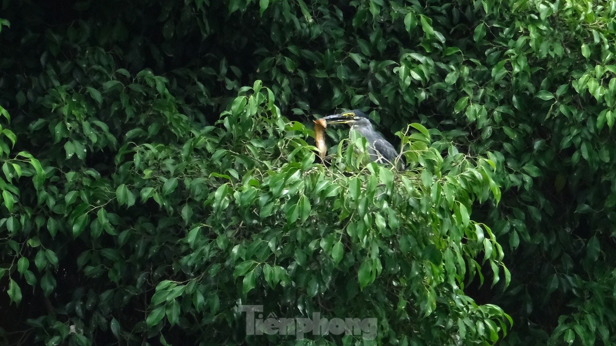 Les touristes apprécient de voir des volées d'oiseaux nicher naturellement au bord du lac Hoan Kiem, photo 12