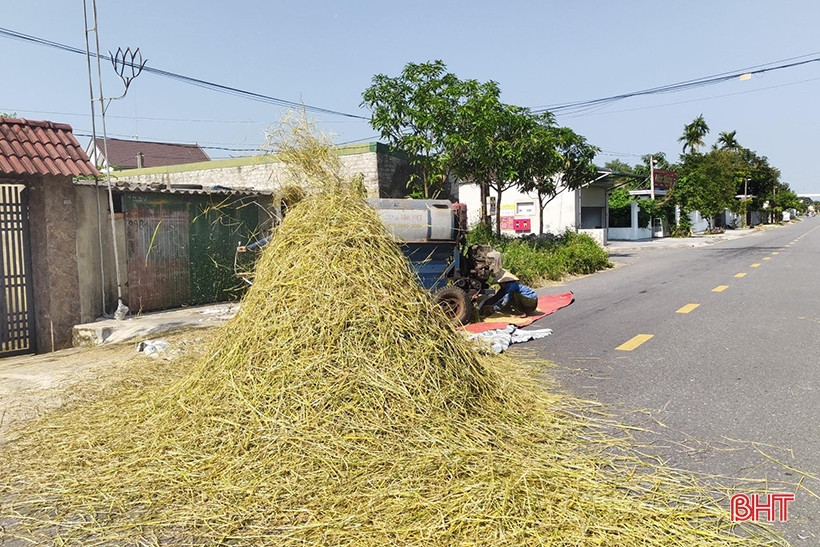 Drying rice 