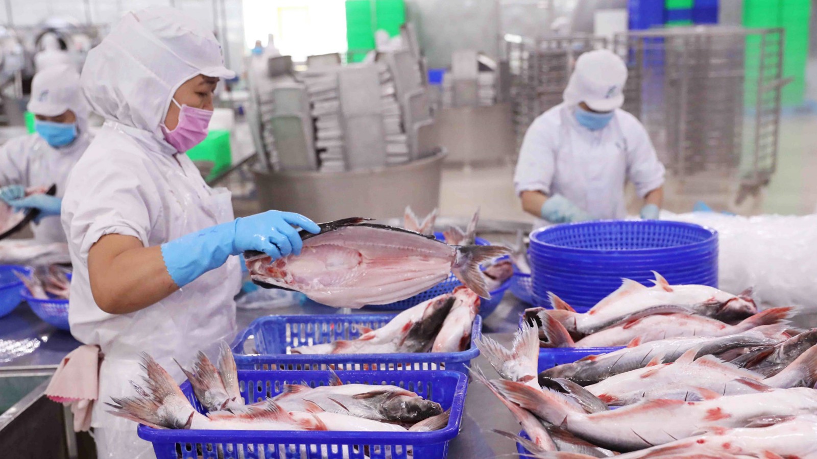 Vinh Hoan VHC June revenue increased by 22 main products while fish did not increase in size 1