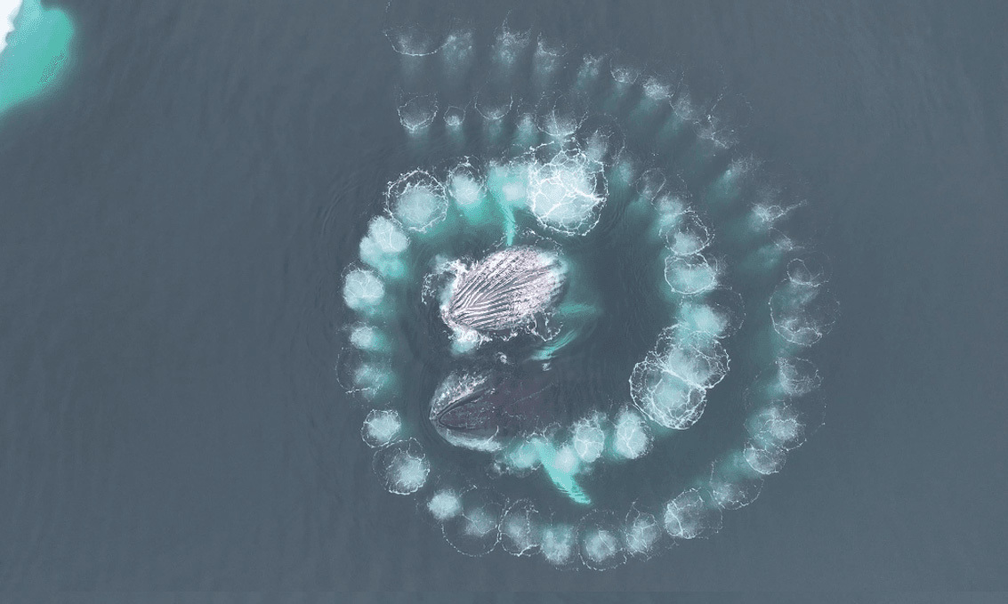 Les baleines à bosse créent une spirale au milieu de la mer