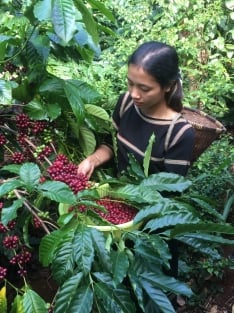 Supply is only 300,000 tons left, coffee price reaches 120,000 VND/kg