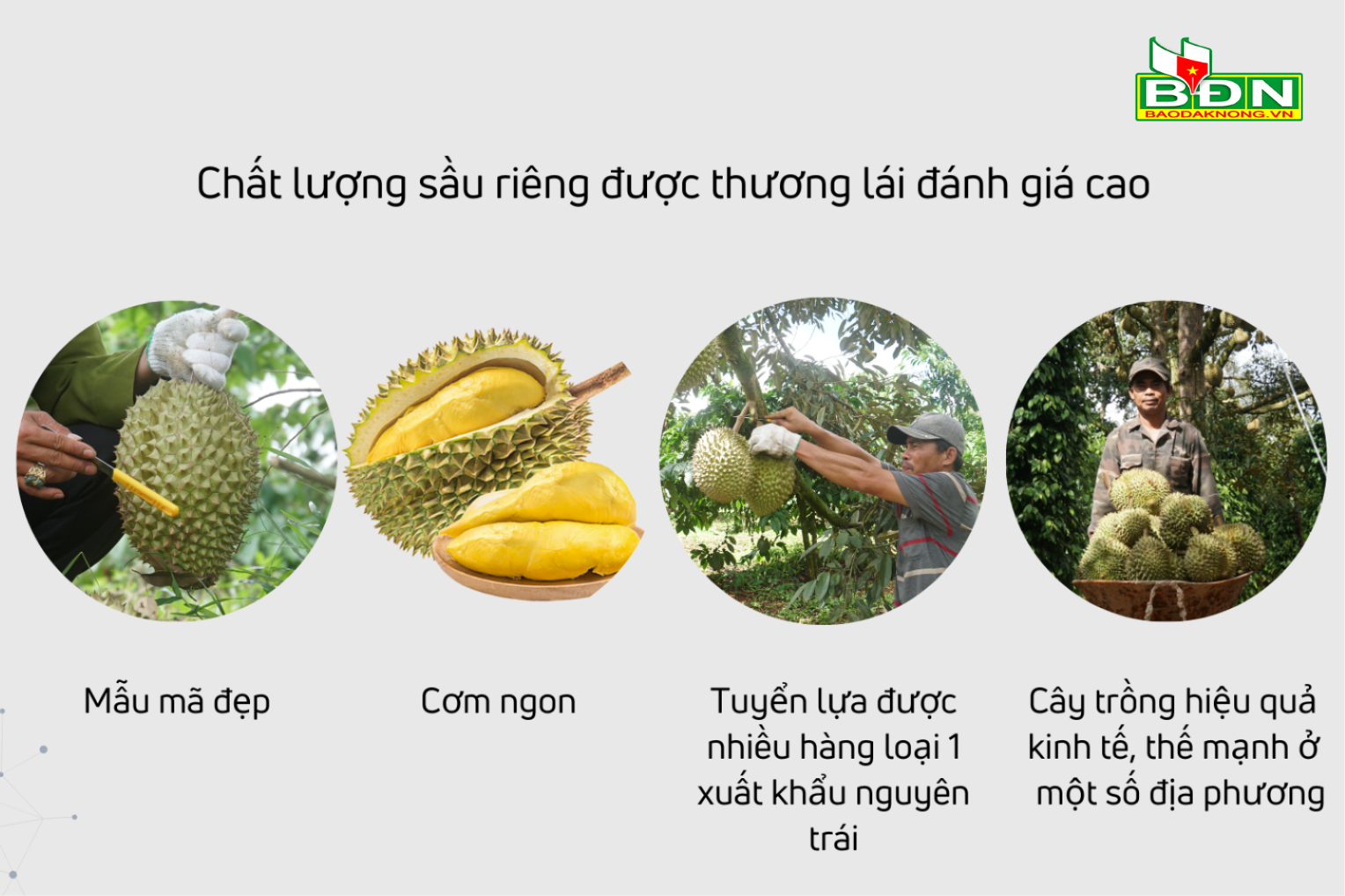 Sau rieng is bringing high economic efficiency to people compared to other local plants.-4-(1).png