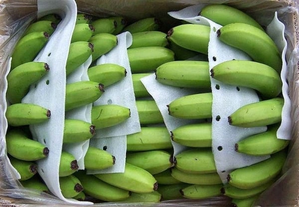 Superando a Filipinas, Vietnam se convierte en el mayor proveedor de banano a China