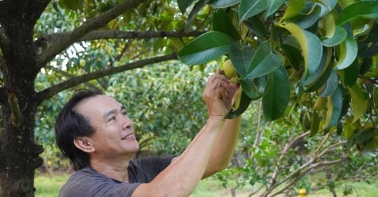 Admire the super beautiful mangosteen garden