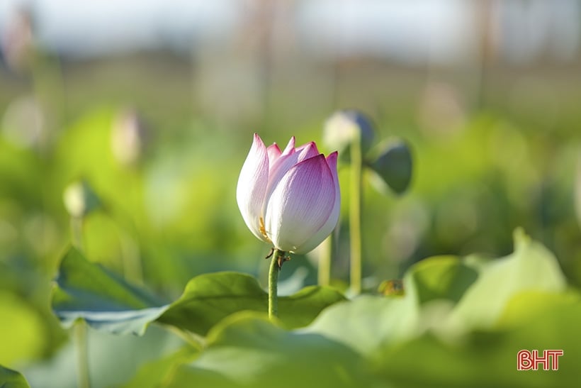 Admire the medicinal lotus pond of Ha Tinh Oriental Medicine Factory