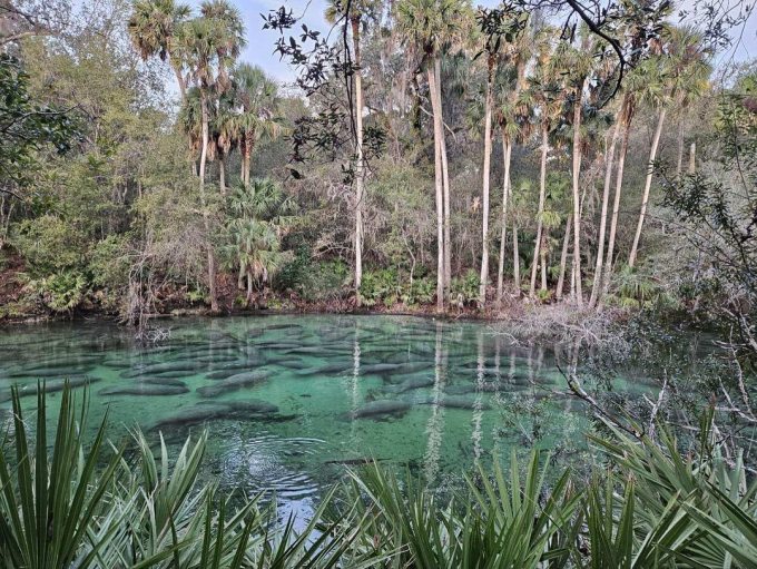 Số lượng lợn biển kỷ lục tụ tập trong vùng nước ấm áp ở Công viên bang Blue Spring, Florida, ngày 21/1. Ảnh: Công viên Bang Blue Spring