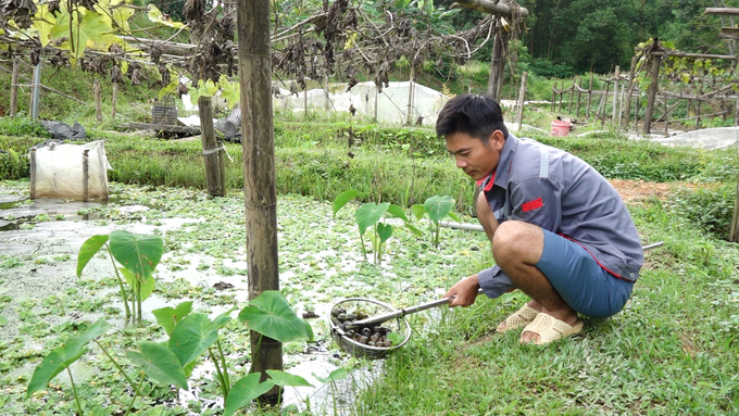 Sử dụng chế phẩm vi sinh để xử lý ao nuôi giúp trung hòa độ pH. Ảnh: Quang Linh.