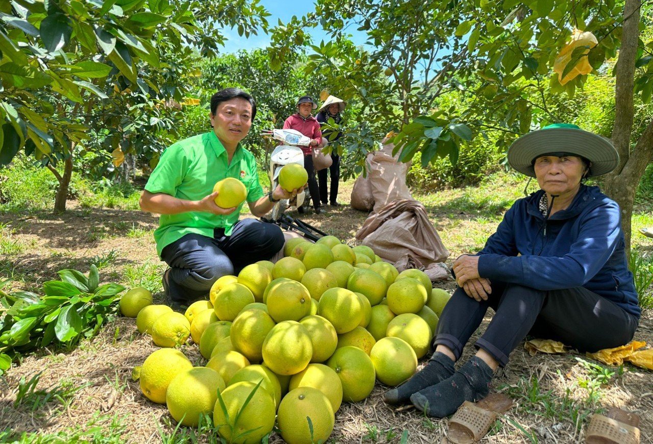 'Thủ phủ' bưởi Phúc Trạch nhộn nhịp vào vụ thu hoạch - Ảnh 6.