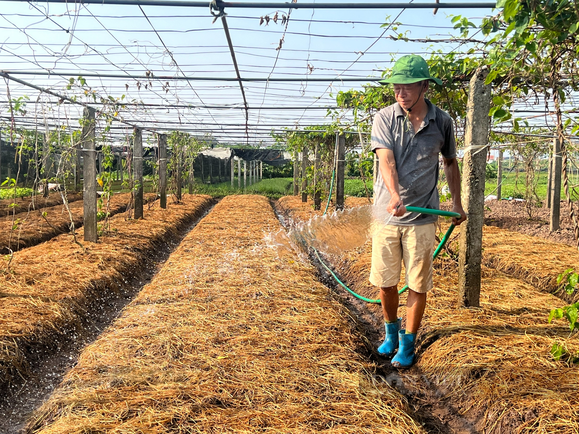 Ngắm cánh đồng chuyên canh rau an toàn của nông dân hợp tác xã tiêu biểu toàn quốc - Ảnh 7.