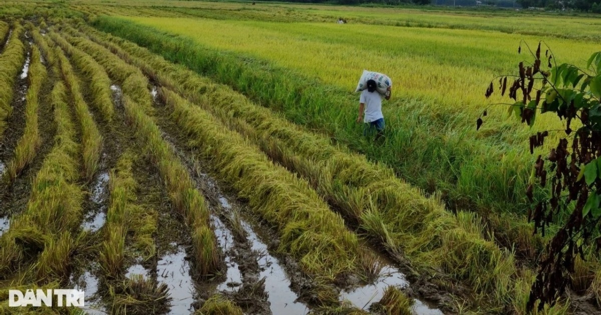 Những quy định về bồi thường khi Nhà nước thu hồi đất nông nghiệp