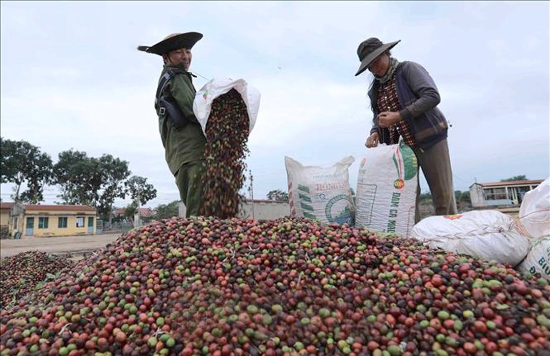 Giá cà phê xuất khẩu biến động, cà phê Robusta giằng co