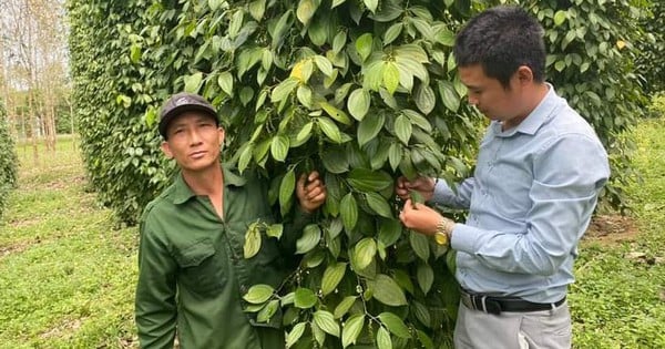 Quel type de poivre un agriculteur de Quang Binh a-t-il réussi à cultiver pour produire de bonnes graines d'épices, rapportant 1 milliard par an ?