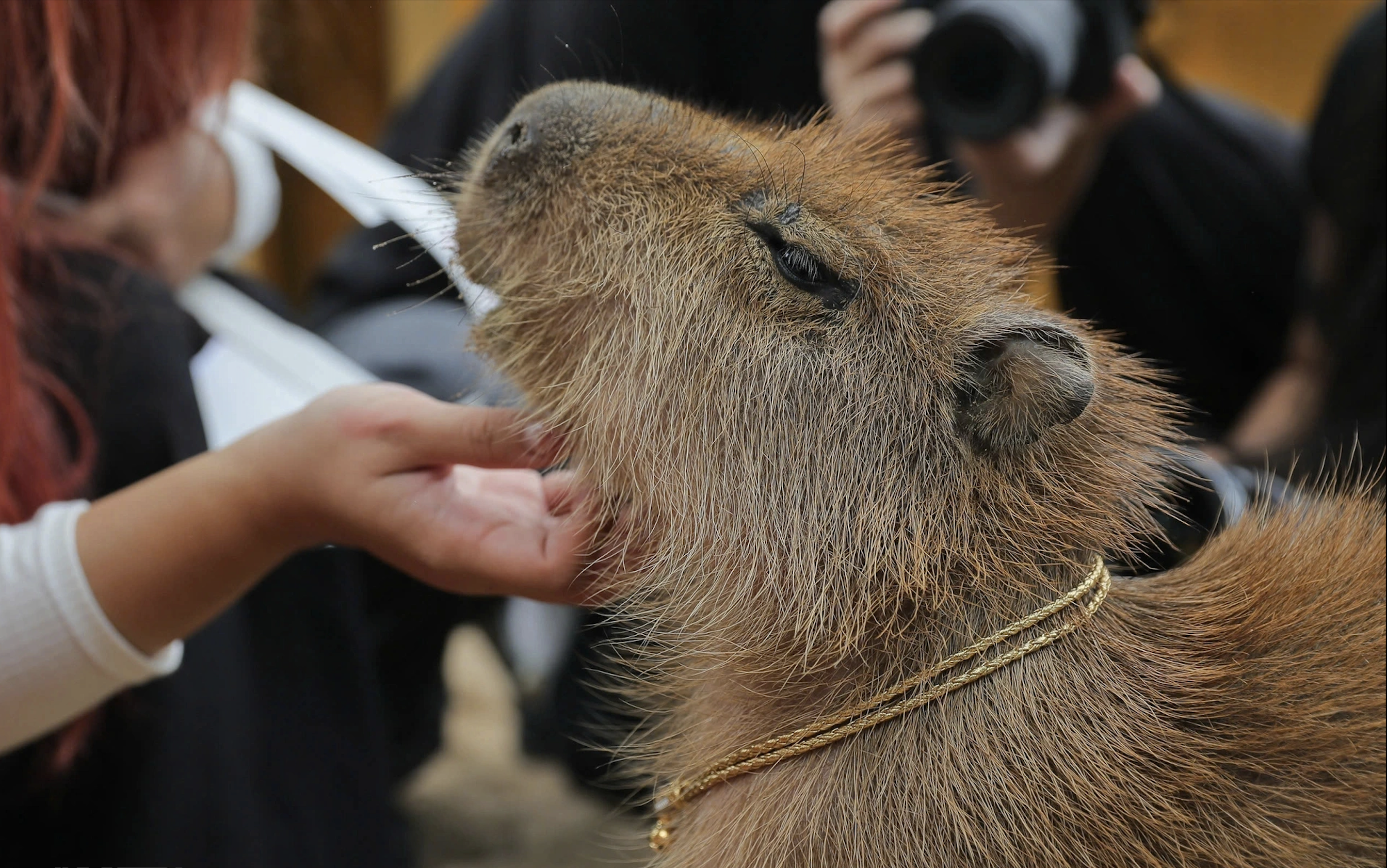 Young people enjoy petting a cabybara