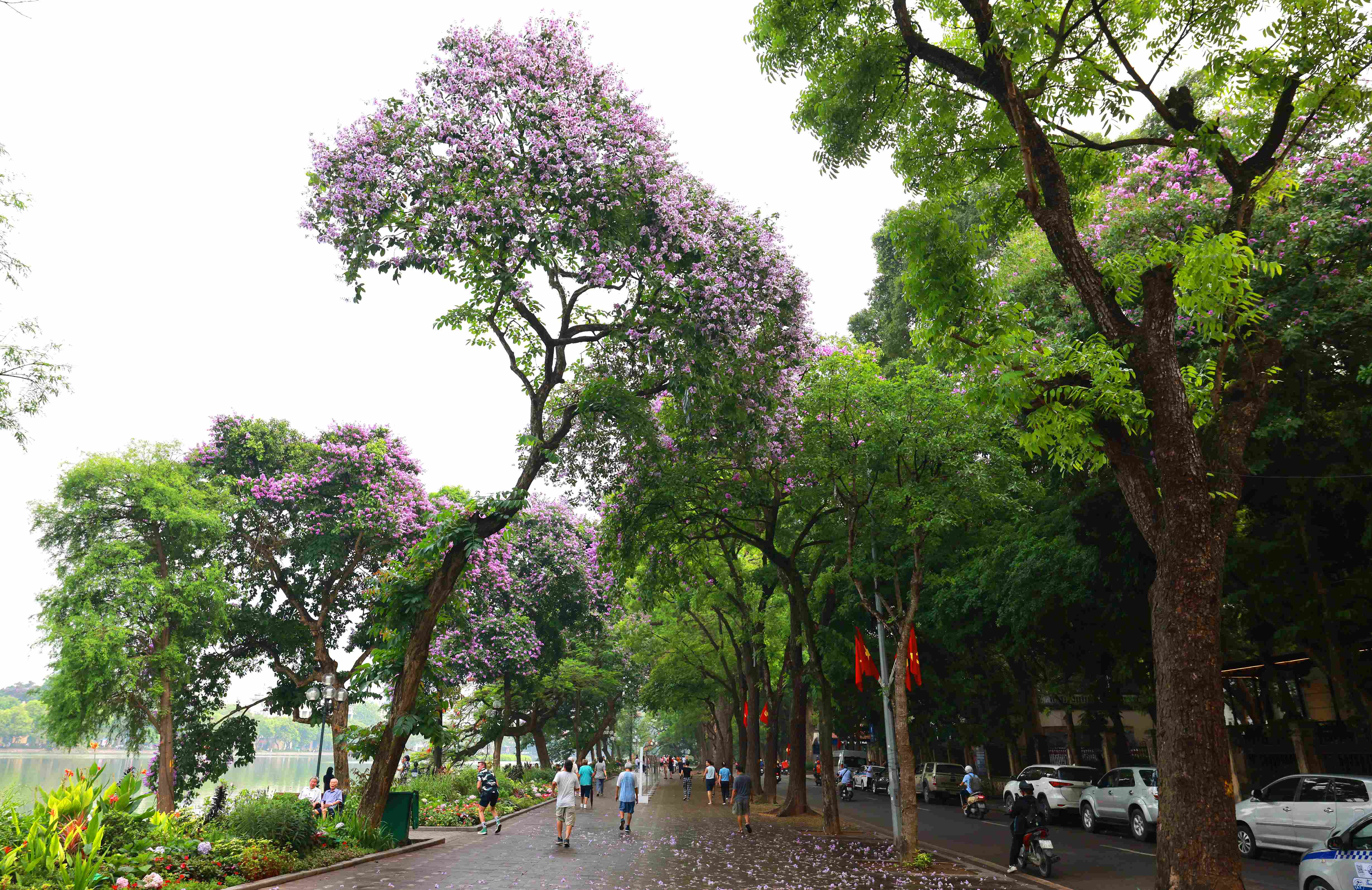 In particular, the Lagerstroemia flowers bloom quickly but also fade quickly, after a few rains the flowers will gradually fall. Therefore, now is the right time for people to admire and take pictures with the poetic scenery of Hanoi streets during the Lagerstroemia flower season.