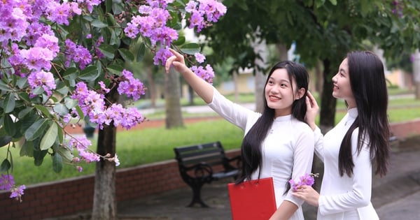 Lila Lagerstroemia-Blüten blühen am Himmel, die Jugendlichen von Thanh Hoa strömen zum Check-in