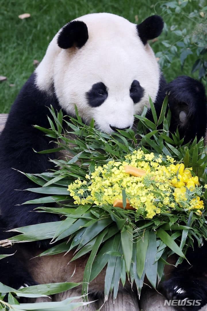 &quot;Đỉnh lưu pandabiz&quot; Fubao trong ngày làm cuối cùng tại Hàn: Fan xếp hàng từ 3 giờ sáng chỉ để được gặp trong 5 phút- Ảnh 1.