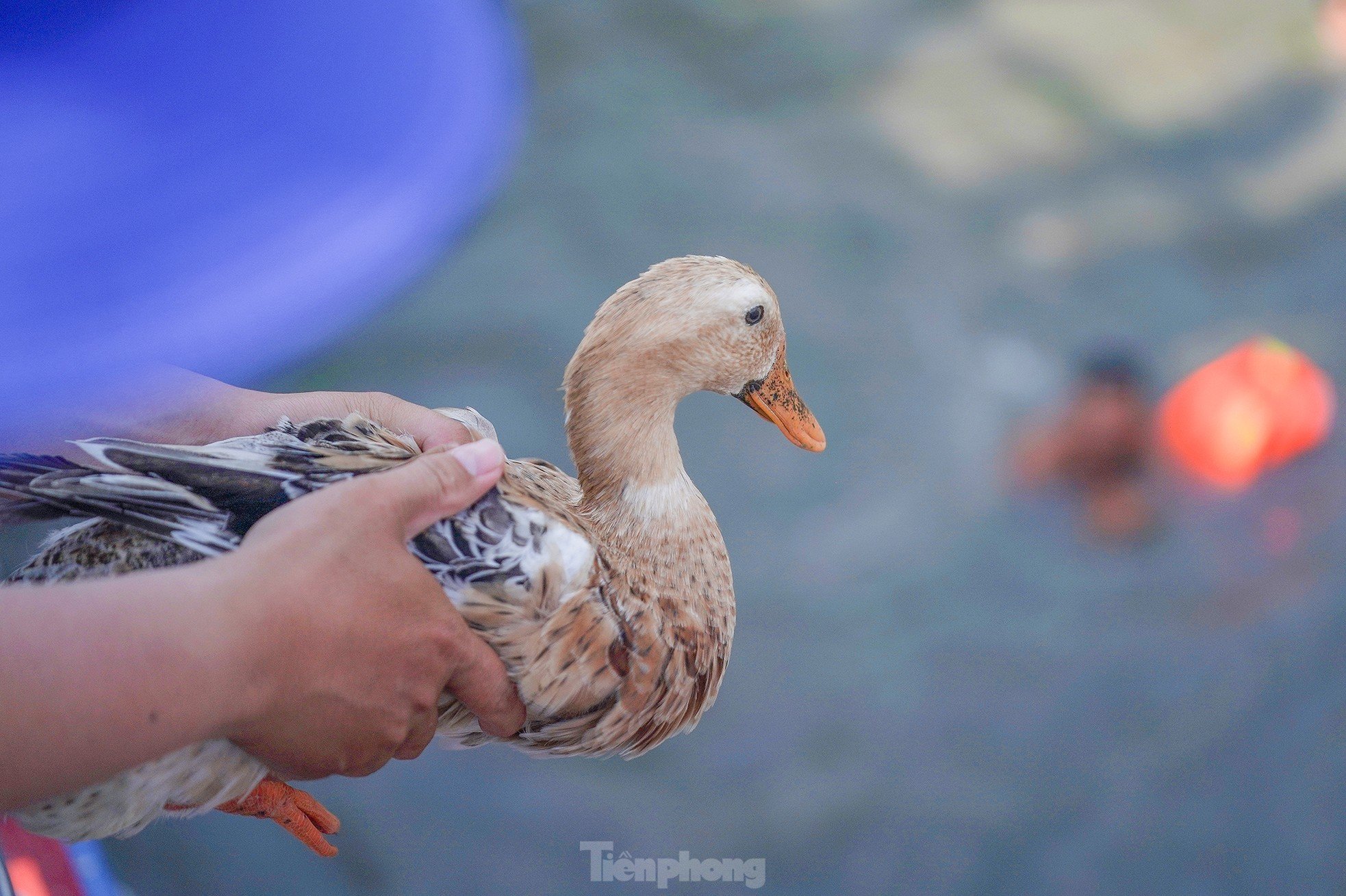 Cientos de personas compiten en 'vadear el río para atrapar patos' foto 5