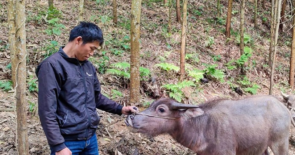 Chỉ đạo làm rõ những bất thường Dự án hỗ trợ trâu cho hộ nghèo