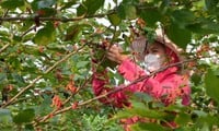 Las moras están en temporada, rojas y maduras en los suburbios de Hanoi.