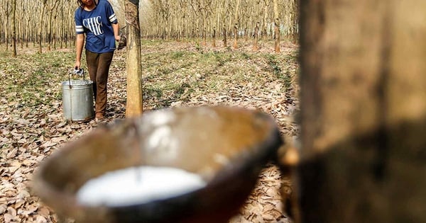 Herausforderungen durch EU-Recht für Südostasiens Kautschukindustrie