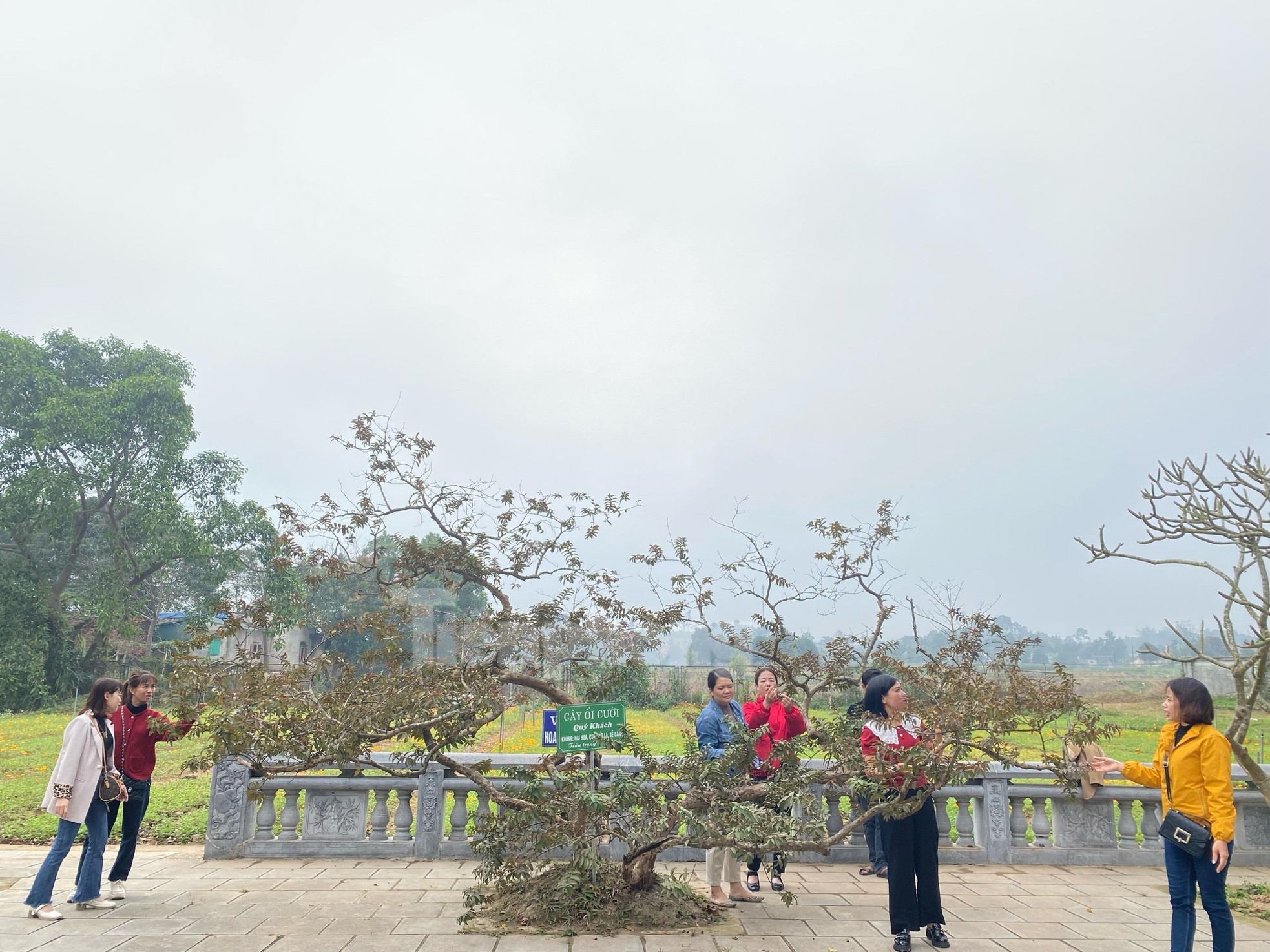 El árbol de guayaba 'sonriente' despierta curiosidad en Yen Bai foto 9