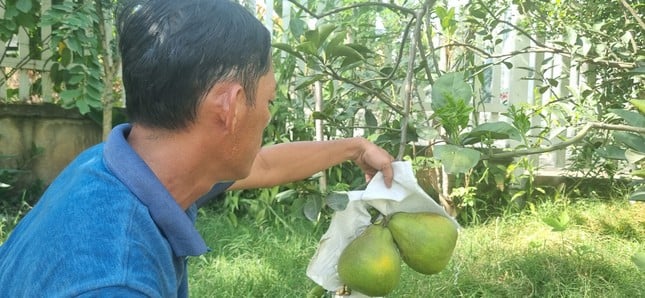 Frutas especiales famosas y deliciosas en Dong Nai (foto 2)