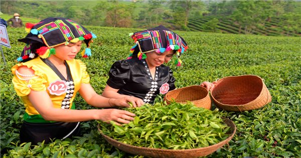 Nông dân Lai Châu thi hái, sao chè