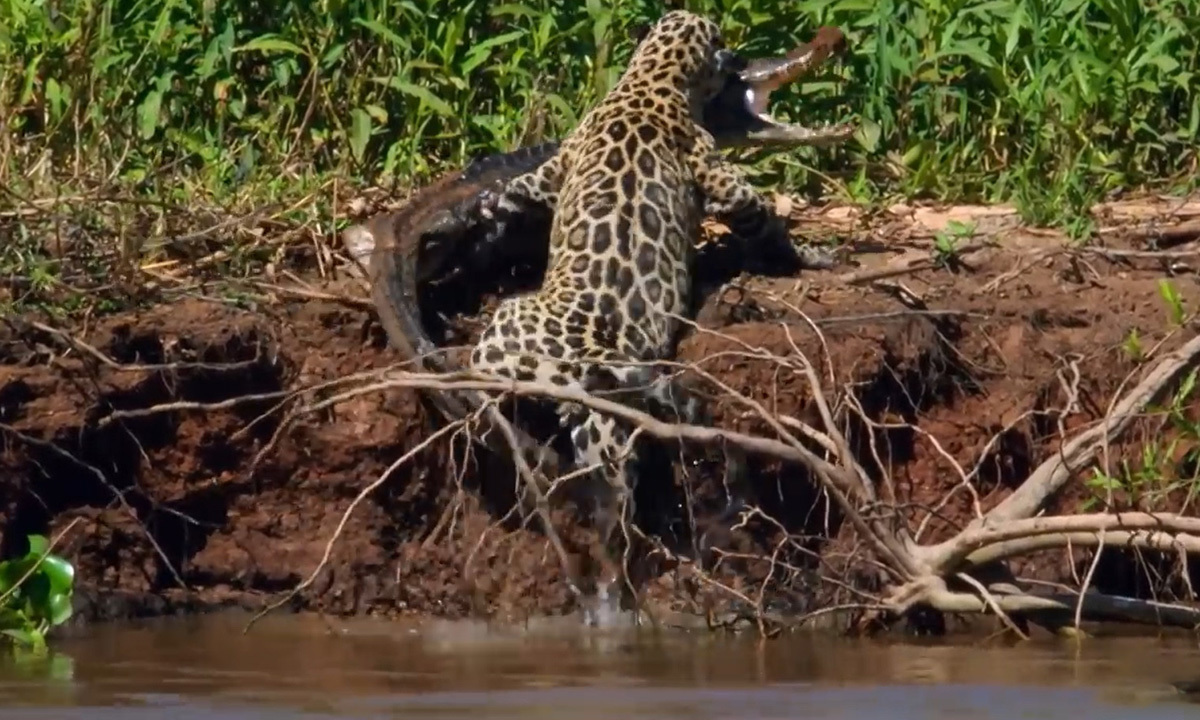 Jaguar muerde el cráneo de un caimán