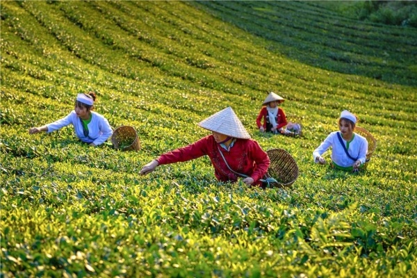 パキスタンへのお茶の輸出市場シェアを拡大​​するには？