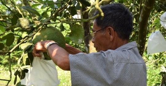 1.000 Grapefruitbäume und 7.000 Pfeffersäulen, Umsatz von 1,5 Milliarden VND/Jahr