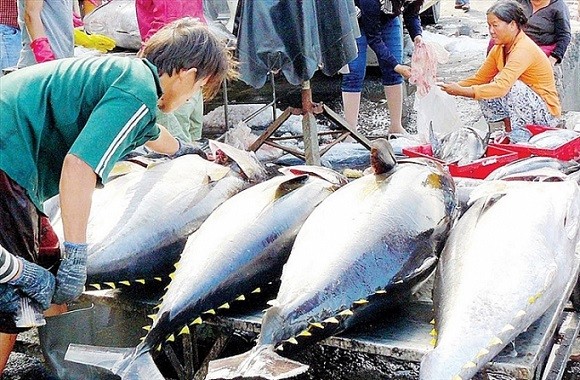 Xuất khẩu ngày 26-28/5: Nông sản Việt hụt thu hàng tỷ USD từ thị trường Mỹ; EC lùi thời hạn thanh tra chống khai thác IUU