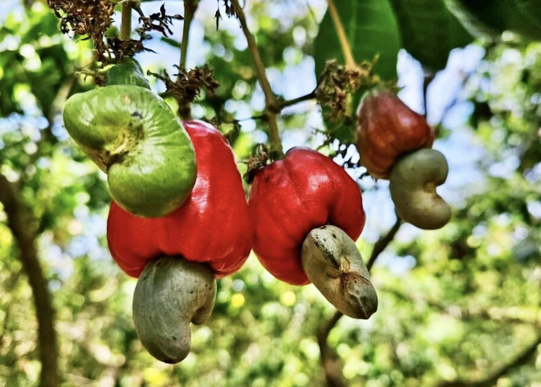 cashew nut